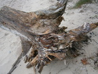 PB250974